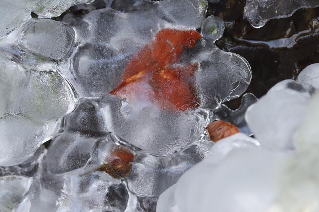 ...und einer kleinen ❄EISROSE🌹 aus der Natur
einem DANKE 🌼 für eure treuen Besuche
wünsche ich meinen
 lieben REGIONAUTENFREUNDEN
 und BESUCHERN meiner Seite,
ein FREUDIGES WOCHENENDE.

