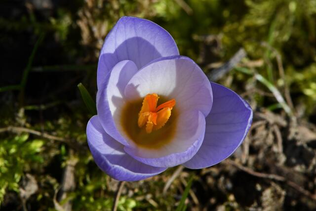 Krokus