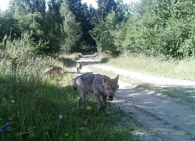 Wölfe im Bezirk: Vor einigen Jahren tappte eine Wolfsfamilie in eine Fotofalle am Truppenübungsplatz Allentsteig.  | Foto: BMLVS