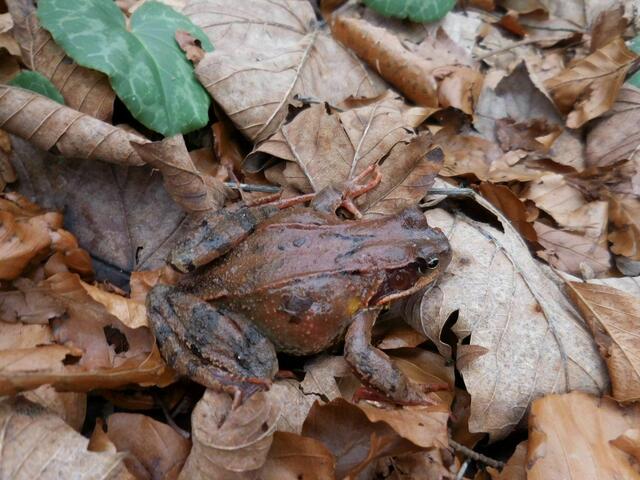 Der Amphibienzaun kann für Kröten und Frösche ein Lebensretter sein. | Foto: Privat