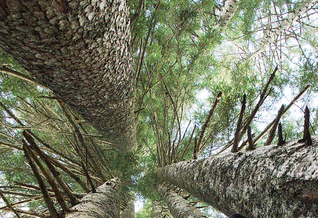 (Symbolfoto) Wald, Klima, Natur, Umwelt. | Foto: Peter J. Wieland