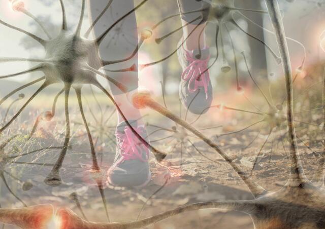 "Use it or lose it! Nix los in der Birn ohne Bewegung!" | Foto: Christine Pokorny (m. Canva)