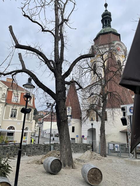 Bereits am 7. März folgt die Ersatzpflanzung. | Foto: Fürst