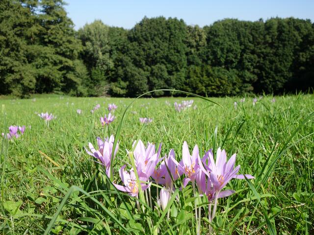 Die Herbstzeitlose mit ihren lila Blüten ist zwar schön anzusehen, aber für LandwirtInnen stellt die Pflanze eine Herausforderung dar. Die Blätter und Fruchtstände gelangen beim Schnitt ins Mähgut und der Inhaltsstoff Colchicin bleibt auch nach der Mahd im Heu enthalten. | Foto:  BPWW/J. Scheiblhofer