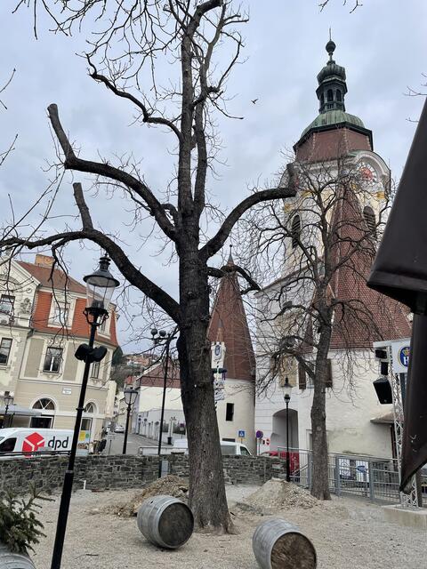 Vorsichtig wurde der kranke Baum gefällt. | Foto: Fürst
