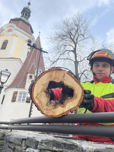 Der hohle Baumstamm zeigt die Dringlichkeit der Fällung. | Foto: Fürst