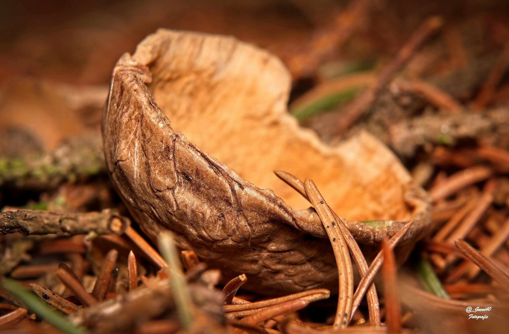 durch unsere schöne Natur.........: Die halbe Nuss am Waldboden - Spittal