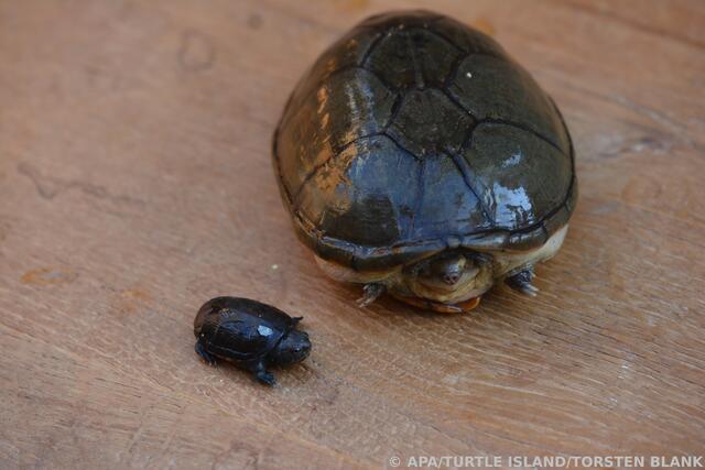 Der unglaubliche Vergleich: Die Vallarta-Schlammschildkröte ist die kleinste Art der Welt. | Foto: APA/Turte Island/Torsten Blank