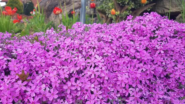 Der Frühling von seiner schönen Seite