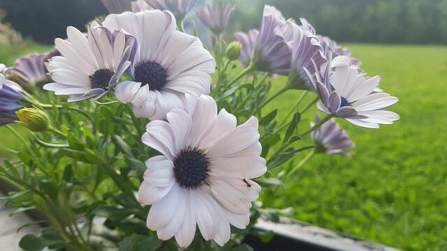 Auch im Garten wenn alles Blüht