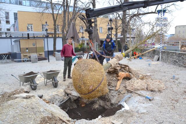 Vorsichtig kommt der Kastanienbaum in das Pflanzloch. | Foto: Fürst