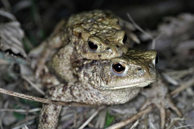 Amphibien können gerettet werden. | Foto: Petra Tischler