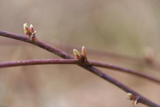 Knospen eines Brombeerstrauches.