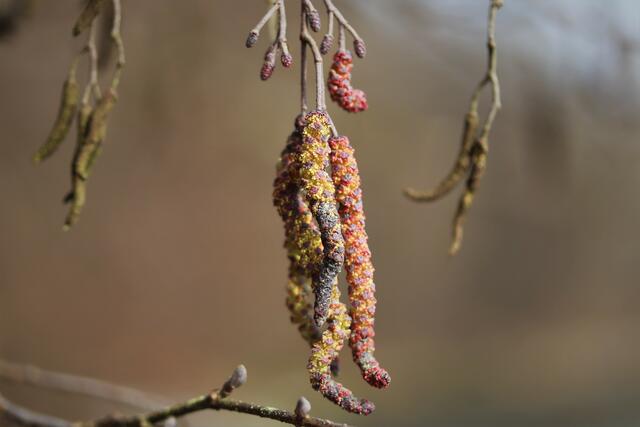 Knospen der Schwarz-Erle