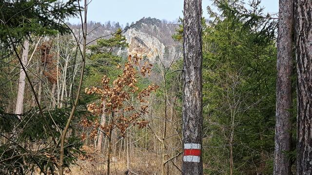 Beim Anmarsch im Wald ist auch schon bald einmal die Felsnische zu sehen ...

 | Foto: Walter Fuchs