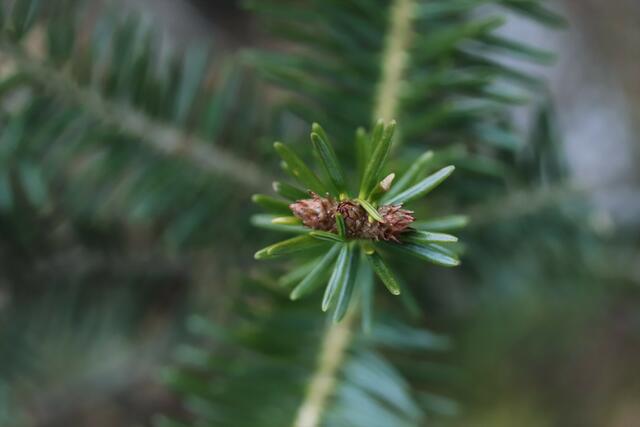 Knospen einer Tanne