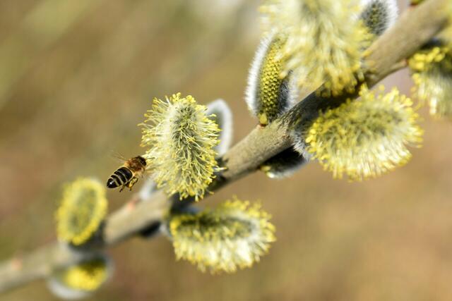 Palmkätzchen sind im Frühling die erste Nahrungsquelle und damit überlebenswichtig für Bienen und andere Insekten. | Foto: PantherMedia/Spitzi-Foto