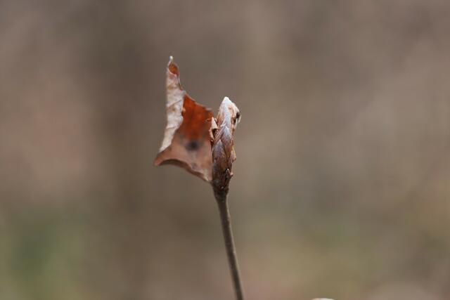 Knospe einer Buche.