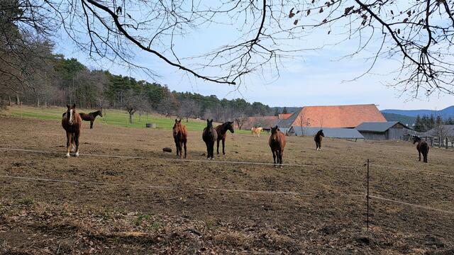 Wie man sieht geht's beim Loderhof um Pferde

 | Foto: Walter Fuchs