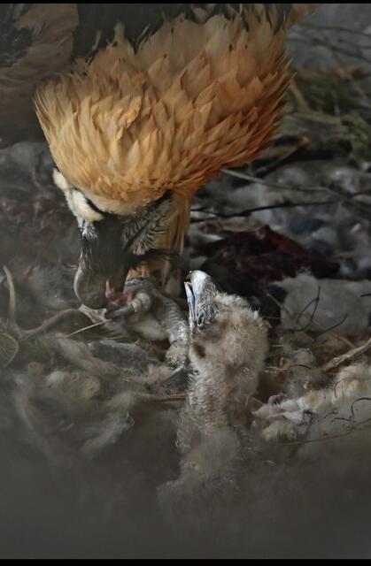 Beide Eltern werden jetzt ca. 125 Tage das Küken mit Nahrung versorgen. Zuerst bekommt das Kleine einen vorverdauten Brei, den die Eltern auswürgen, später auch Fleisch. | Foto: Fritz Schmidt/ Alpenzoo