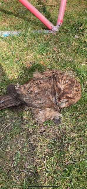 Die Eule wurde zur Versorgung der Greifvogelstation übergeben. | Foto: Doku NÖ