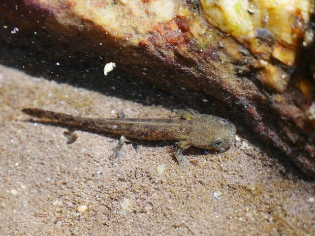 Feuersalamander-Larve; © R. Jagersberger