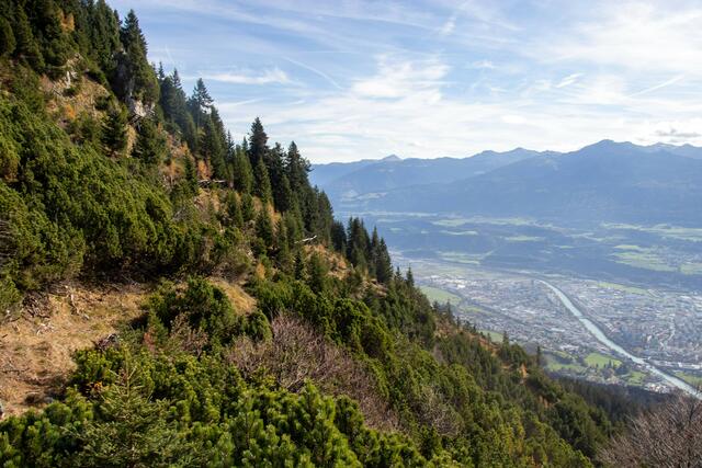 Der städtische Schutzwald schützt das Siedlungsgebiet an der Nordkette.  | Foto: Freinhofer