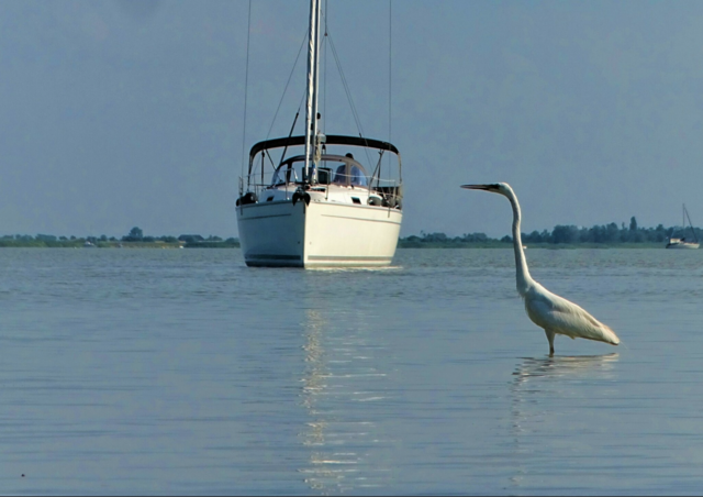 Der geringe Wasserstand am Neusiedler See schafft Sorgen bei den Wirtschaftstreibenden. | Foto: Franz Resch