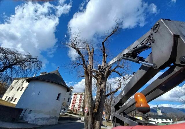 Spektakulärer Einsatz, um die 300 Jahre alte Linde in St. Martin zu retten. | Foto: Stadt Villach