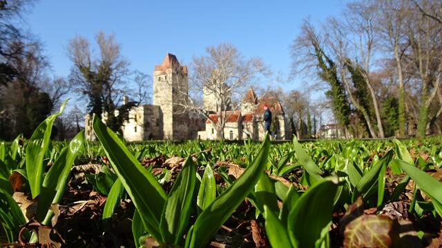 Bärlauch im Schlosspark Pottendorf | Foto: Silvia Plischek