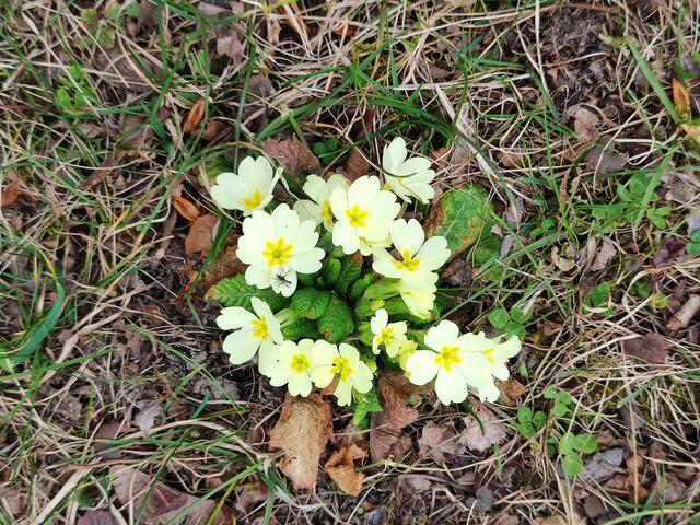 auch die Primerl strecken sich der Sonne zu... | Foto: I.Wozonig