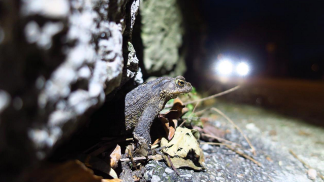 Amphibien wandern im Frühling zu den Laichgewässern. | Foto: Martin Kyek