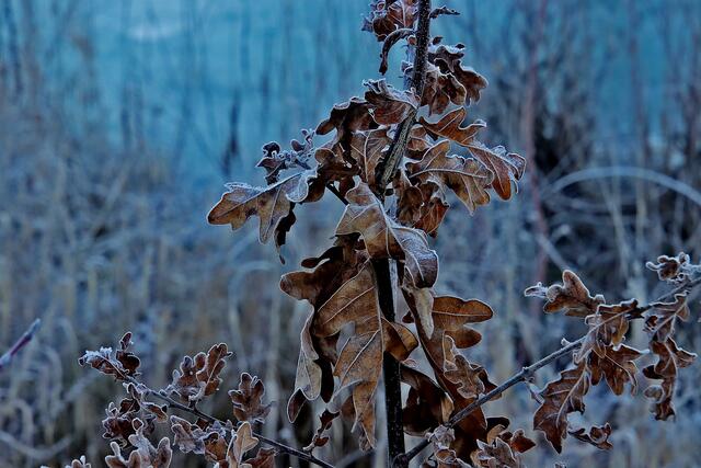 Kälteeinbruch ... | Foto: Fernanda Wasserberg