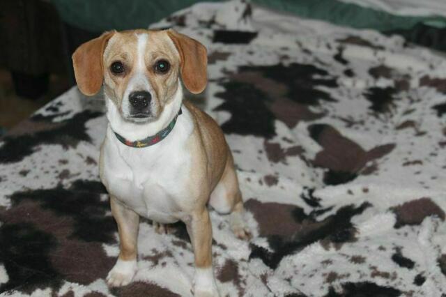 Simba, 1,5 Jahre, ist eine Beaglemixhündin mit ca. acht Kilo. Sie ist freundlich und verträglich. | Foto: zVg
