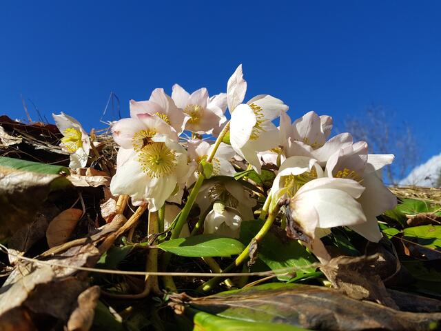 LIEBE IST DER WEG DES FRÜHLINGS ( Milen A.L.)  | Foto: Caro Guttner