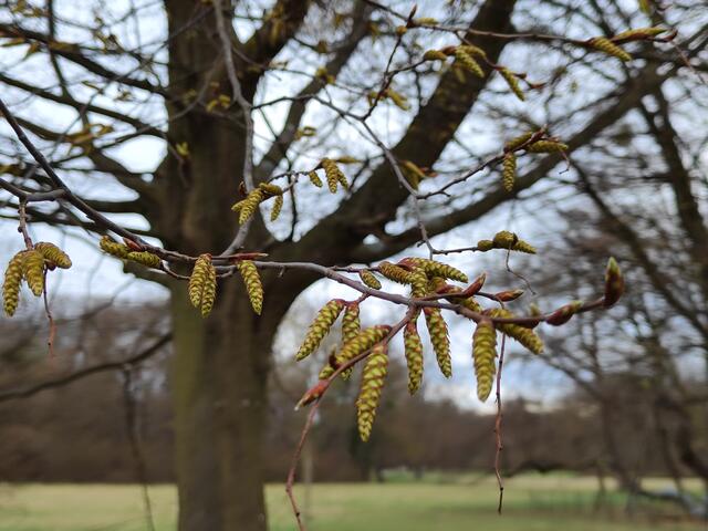 die Bäume treiben aus... | Foto: I.Wozonig