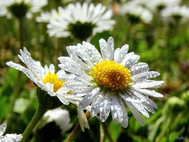 Die Blumen des Frühlings sind die Träume des Winters! | Foto: Andrea Sternberg