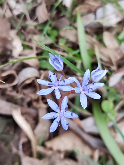 schön die Frühlingsboten zu entdecken | Foto: I.Wozonig