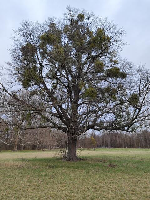 der Baum ist schwer beladen von den Mispeln | Foto: I.Wozonig