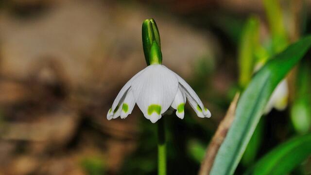 Frühlingsknotenblume  | Foto: Roberto Moresco