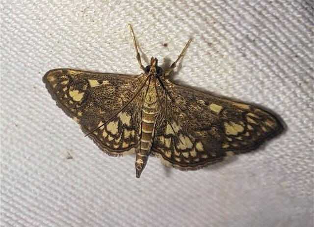 Anania stachydalis - Foto: Ernst Moßhammer, 10. Juni 2022