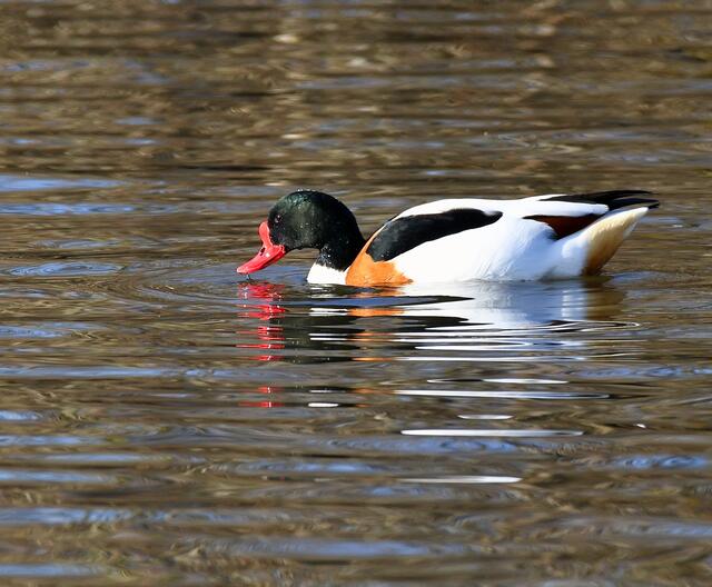 Brandgans oder Brandente