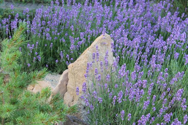 Lavendel | Foto: Foto: Pixabay