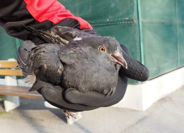 Ich habe eine Taube in der Hand und die Spatzen am Dach ;-)