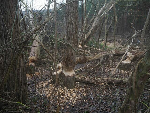 ... und kleinere ...