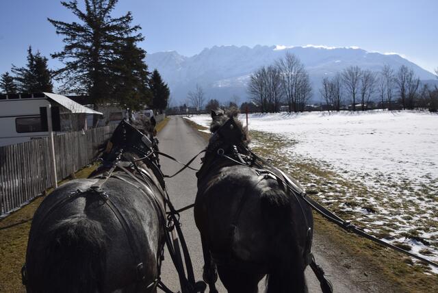 Es geht heimwärts! Als "Fuhrlohn" wartet Hafer auf die beiden. | Foto: Sabine Lienbacher