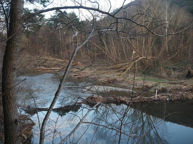 Der "alte" Biberdamm