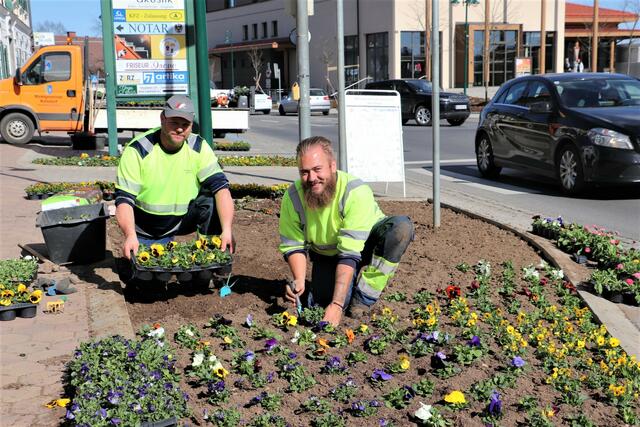 Erwin Pölzgutter (li) und Christoph Ettl beim Bepflanzen der Blumeninsel vor dem Gemeindeamt Kalsdorf. | Foto: Edith Ertl
