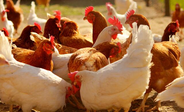 Ab 1. September gilt die verpflichtende Herkunftskennzeichnung von tierischen Lebensmitteln bei "Gemeinschaftsverpflegung". Dazu zählen Großküchen in Kantinen, Krankenhäusern und Schulen.  | Foto: ccke/Fotolia