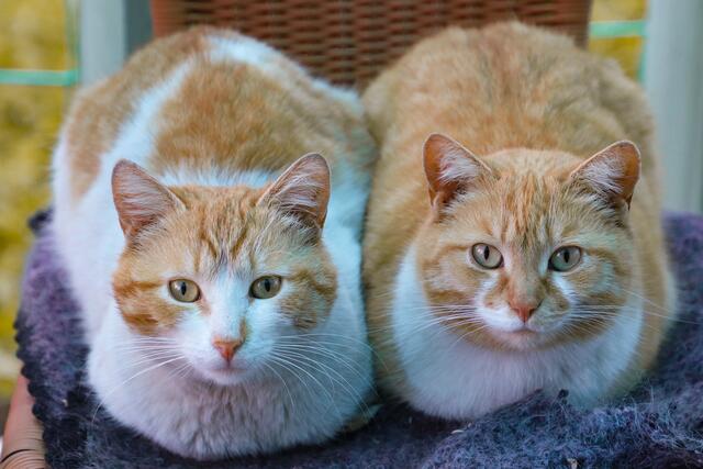 Zwei Katzen konnten von der Feuerwehr aus einer brennenden Wohnung gerettet werden. (Symbolbild) | Foto: Pixabay